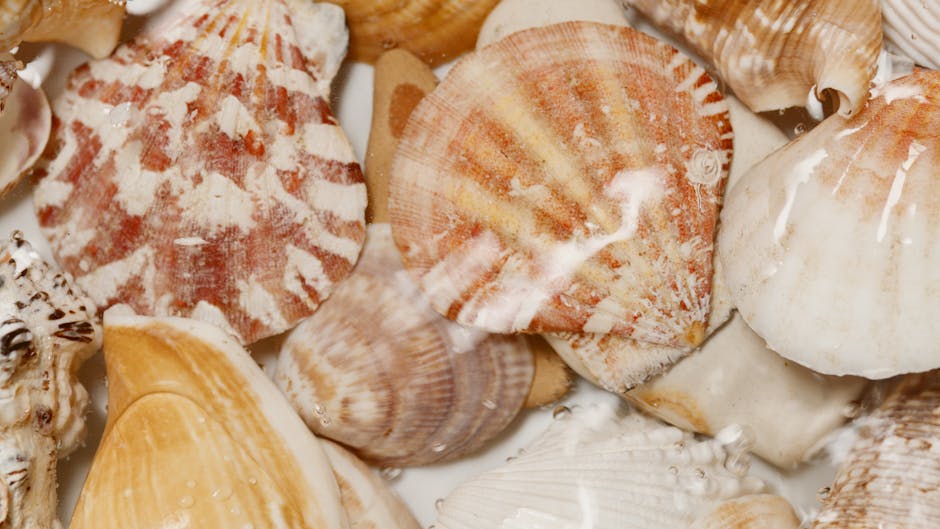 A close-up image of various seashells arranged on a surface, showcasing different shapes, sizes, and textures. The shells include scallops, conchs, and other marine mollusk shells with ridged, smooth,